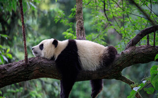 Lying Panda on tree