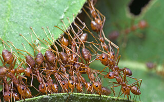 Ants working together to transport a leaf