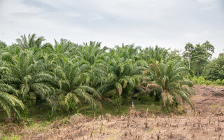 Destroyed rain forest in Sumatra, due to need of space for palm oil plantation